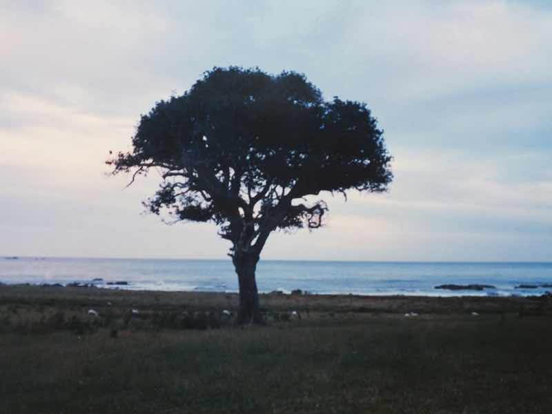 Ocean View from Glenburn Station Batch